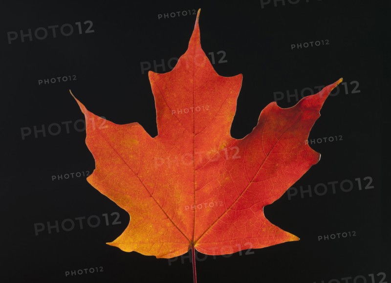Autumn Maple leaf on black background.