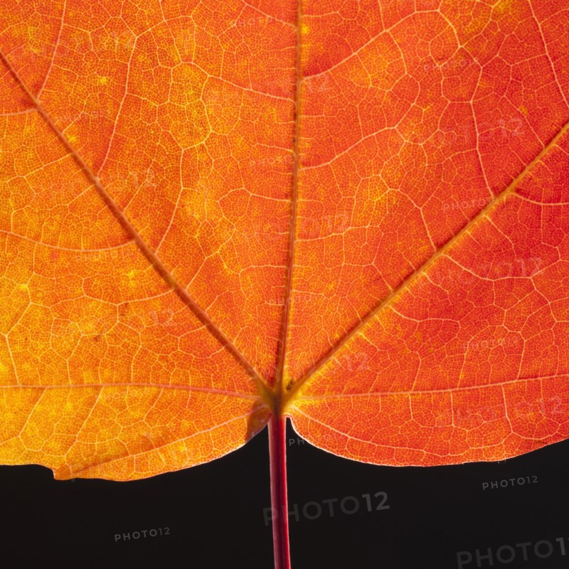 Autumn Maple leaf veins.