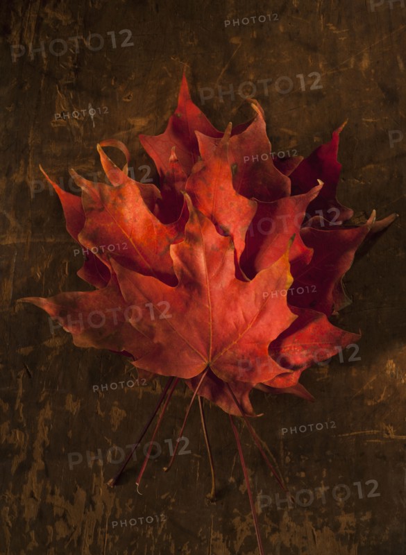 Pile of Autumn Maple leaves.