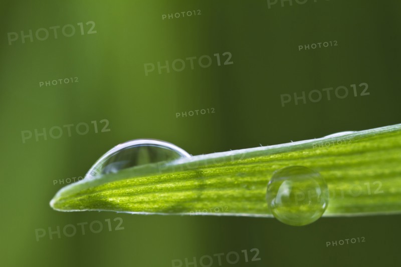 USA, New Jersey, Jersey City, Drop on blade of grass.