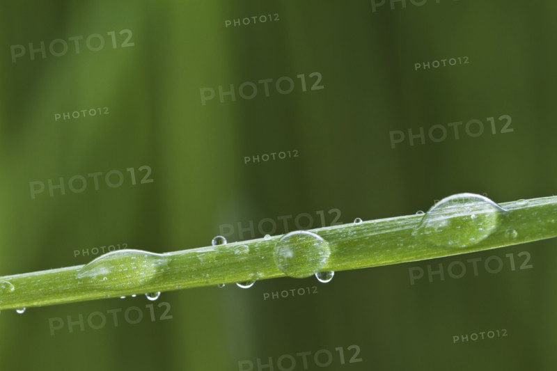 USA, New Jersey, Jersey City, Drop on blade of grass.