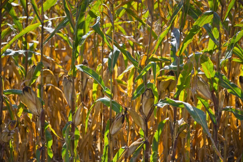 USA, New York State, Hudson, Maize growing in field.