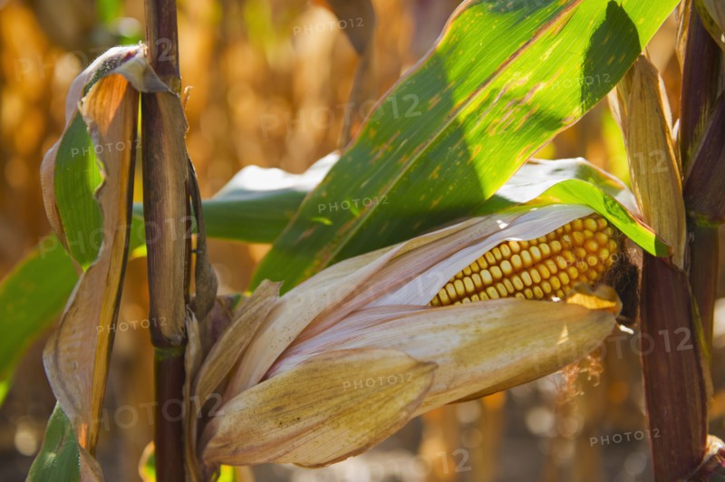 USA, New York State, Hudson, Corn cob growing in field.
