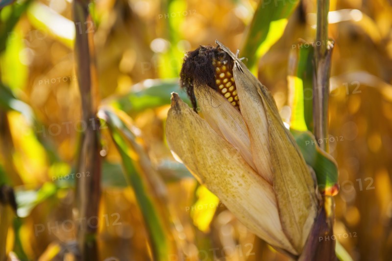USA, New York State, Hudson, Corn cob growing in field.