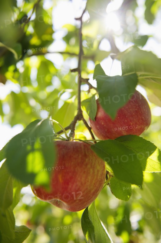 USA, New York State, Hudson, Apples growing on tree in orchard.