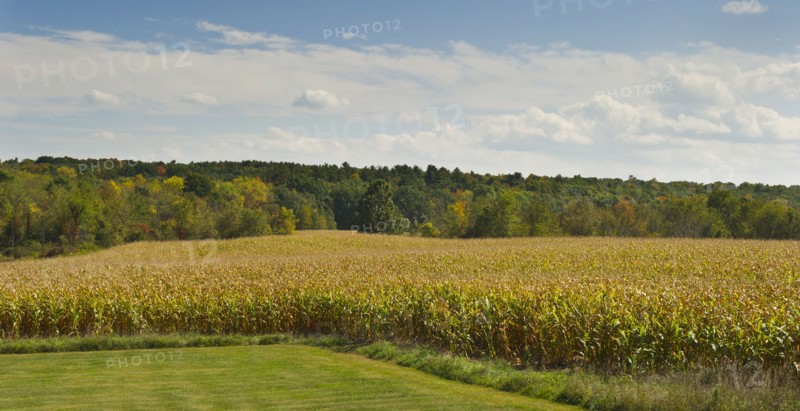 USA, New York State, Hudson, Maize growing in field.