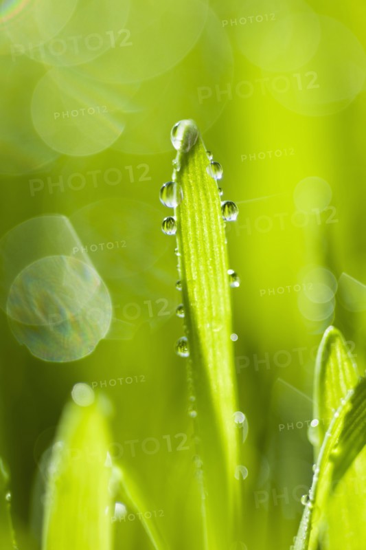 Dew drops on grass.
