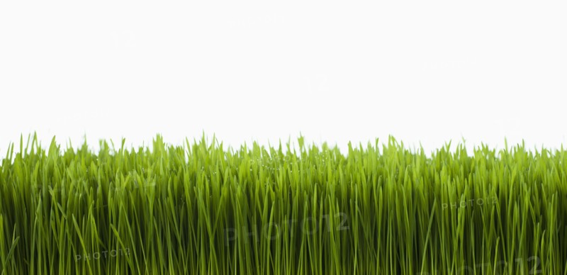 Field of grass.