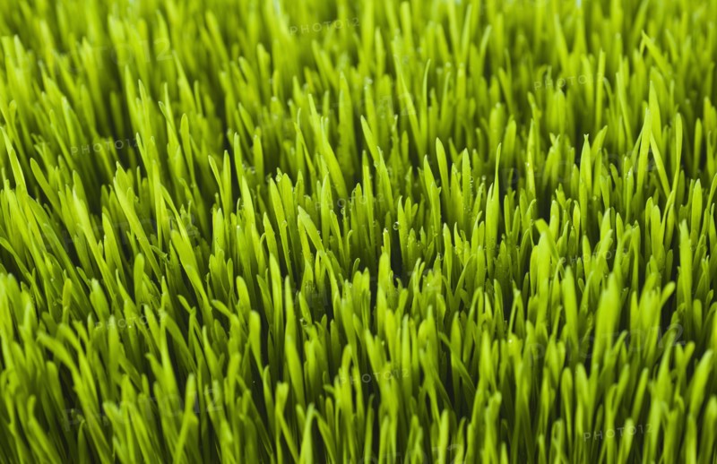 Field of grass.