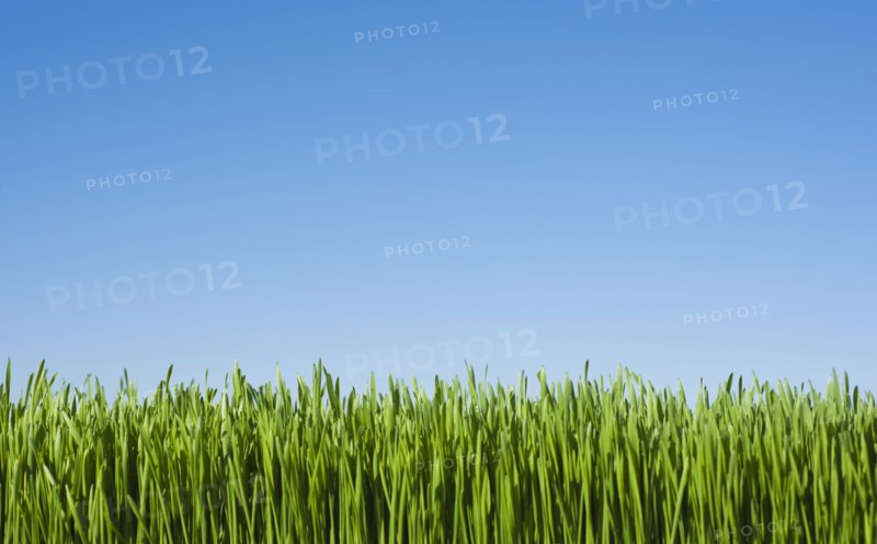 Field of grass with blue sky.