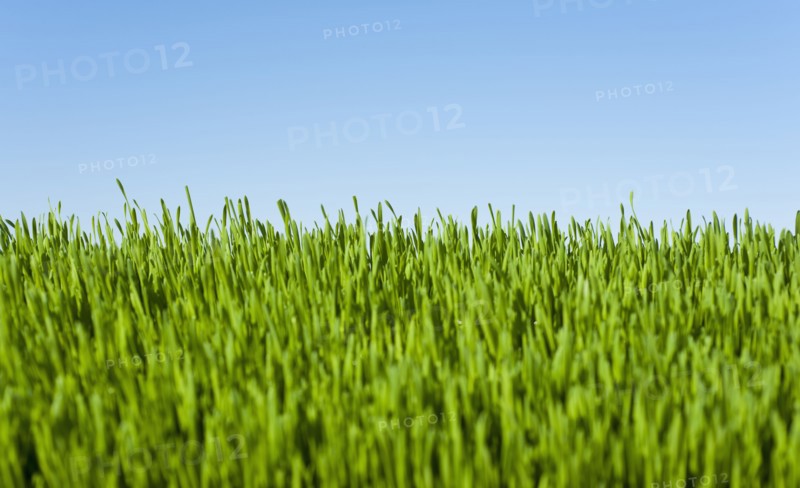Field of grass with blue sky.