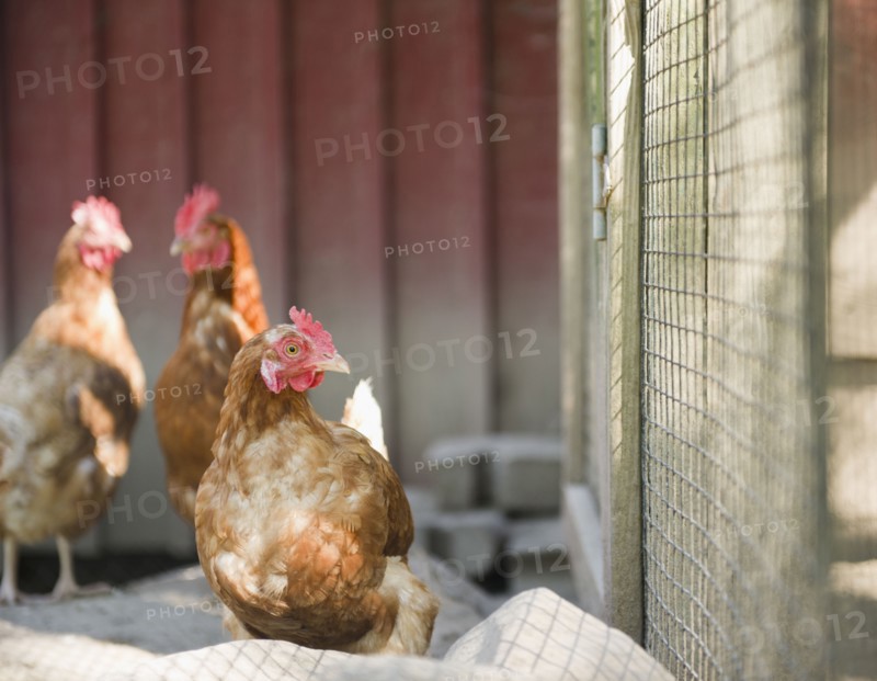 USA, New York, Flanders, Hens in hen house. Photo : Jamie Grill Photography