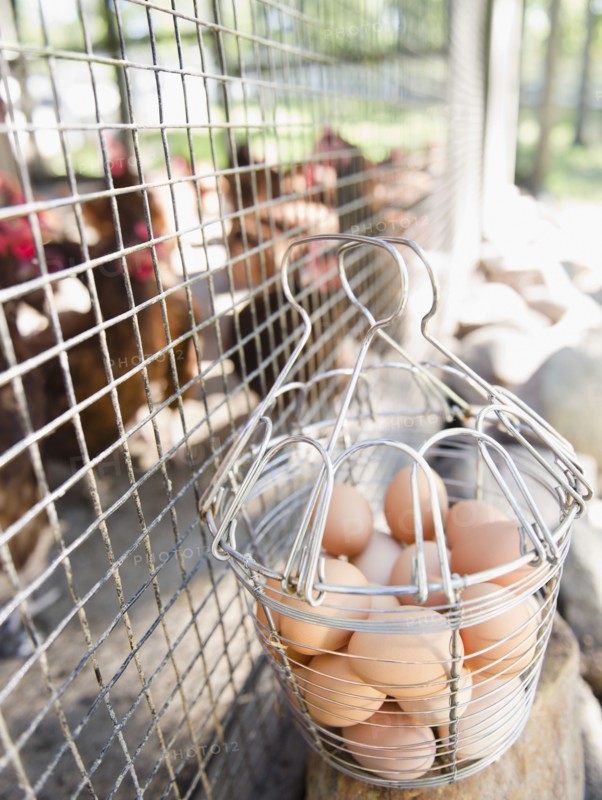 USA, New York, Flanders, Eggs in metal basket by hen house. Photo : Jamie Grill Photography