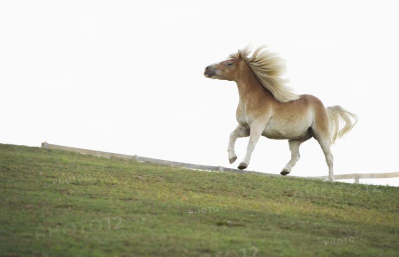 USA, New York State, Hudson, Horse running in field.