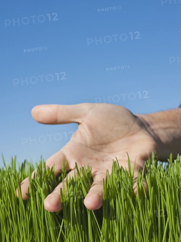 Male hand touching grass.