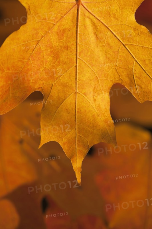 USA, New Jersey, Jersey City, Close-up view of autumn Maple leafs. Photo : Daniel Grill
