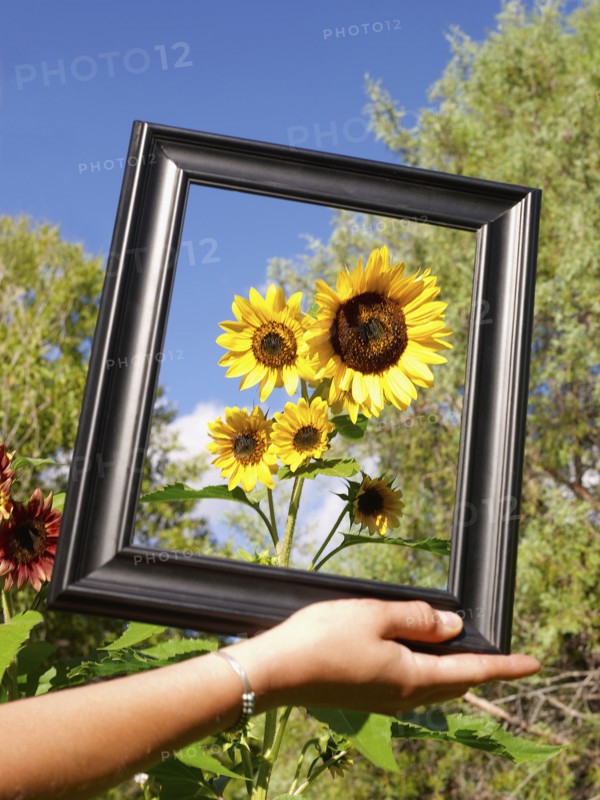 USA, Colorado, Human hand holding picture frame in front of sunflowers. Photo : John Kelly