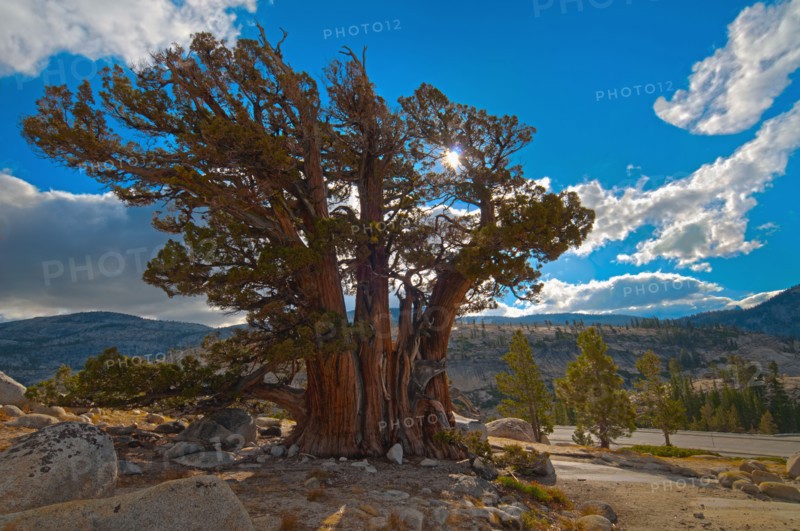 USA, California, Juniper tree on rocks. Photo : Gary J Weathers