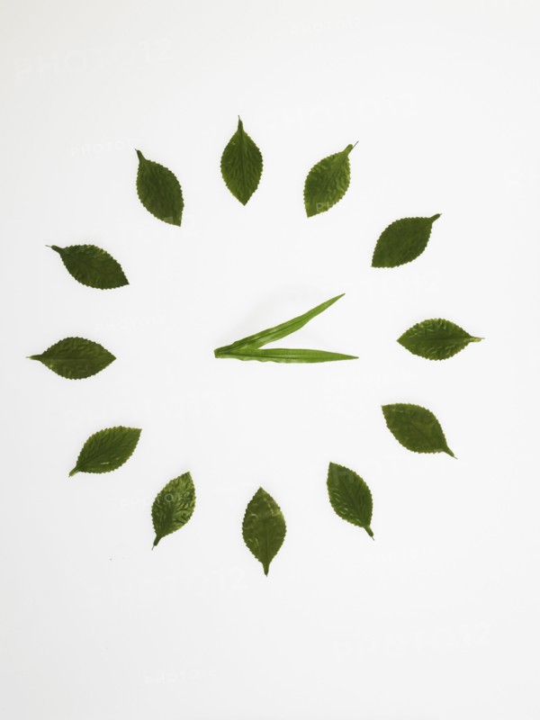 Clock face made of leaves. Photo : David Arky