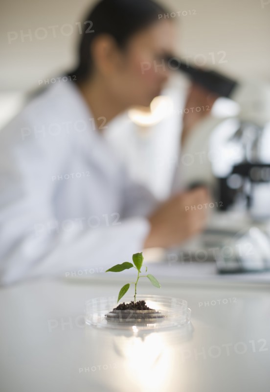 USA, New Jersey, Jersey City, Female scientist using microscope behind seedling.