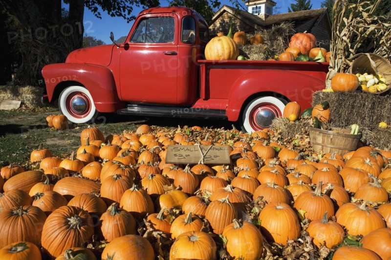 USA, New York, Peconic, pumpkin farm with pickup truck. Photo : fotog