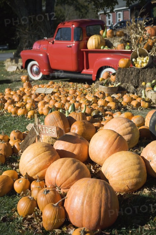 USA, New York, Peconic, pumpkin farm with pickup truck. Photo : fotog