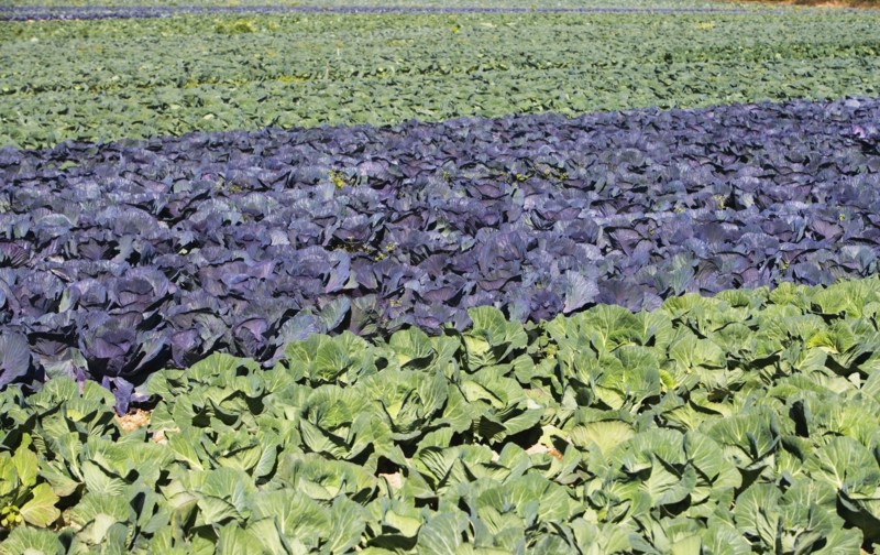 USA, New York, Peconic, cabbage farm. Photo : fotog