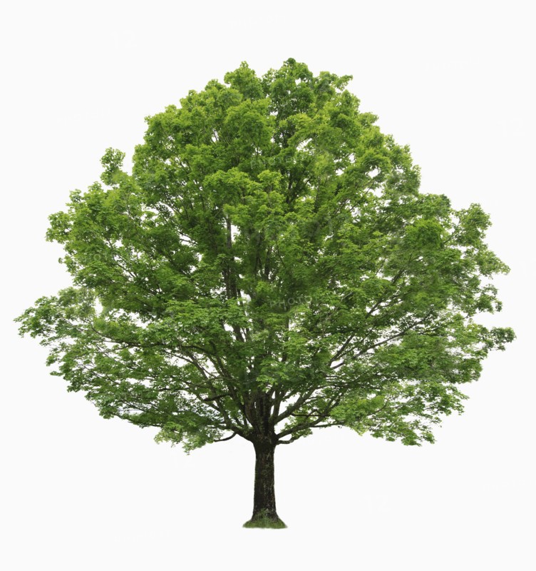 Maple tree on white background.