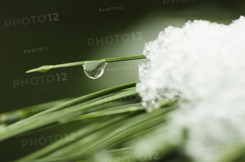 Snow melting on grass, close-up.