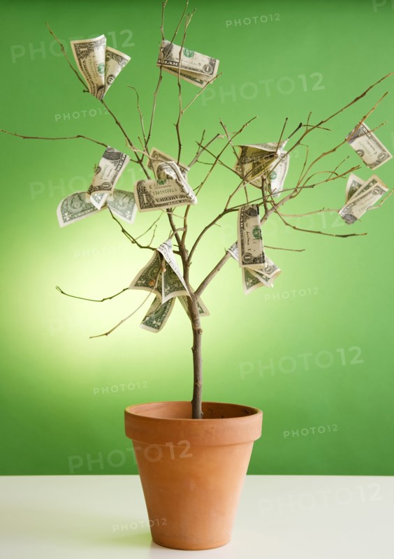 Close up of potted plant with dollar banknotes on branches. Photo : Jamie Grill Photography