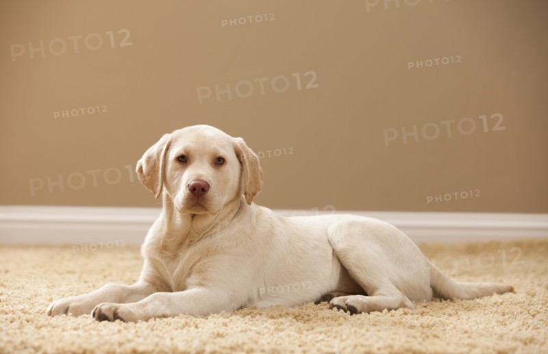 Portrait of Yellow Labrador Retriever. Photo : Mike Kemp