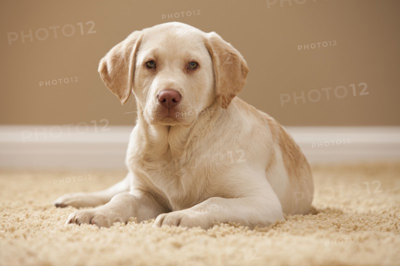 Portrait of Yellow Labrador Retriever. Photo : Mike Kemp