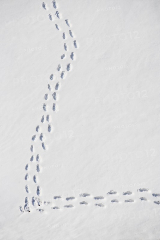 Footprints in snow. Photo : fotog