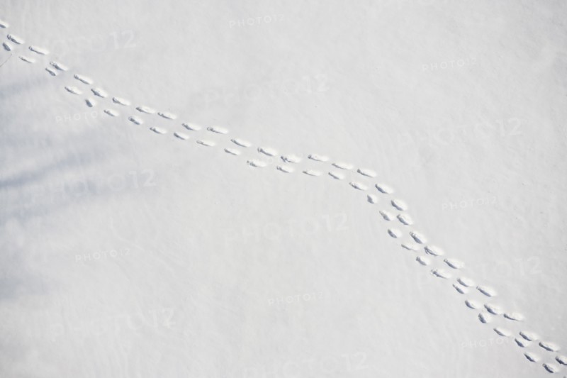 Footprints in snow. Photo : fotog