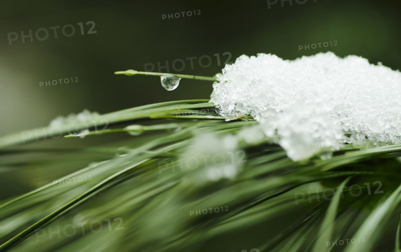 Snow on pine needles.