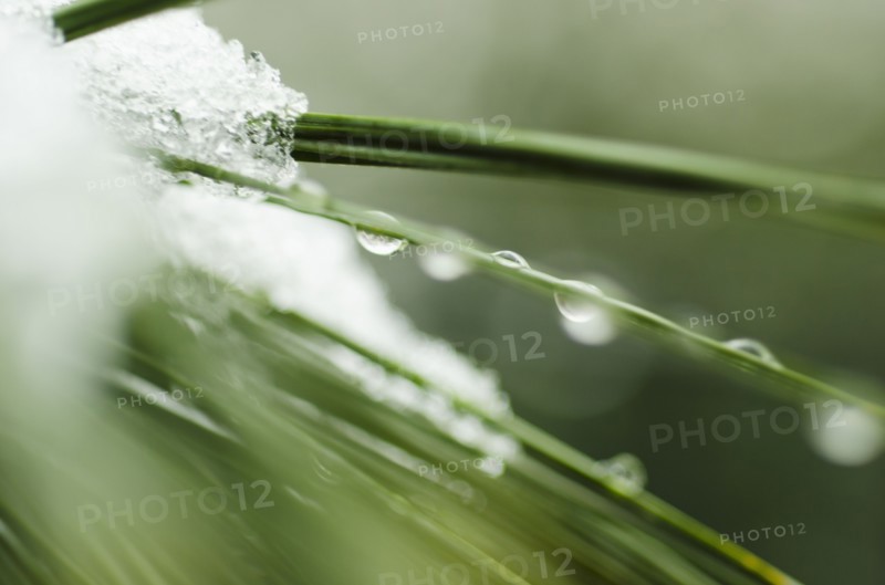 Snow on pine needles.