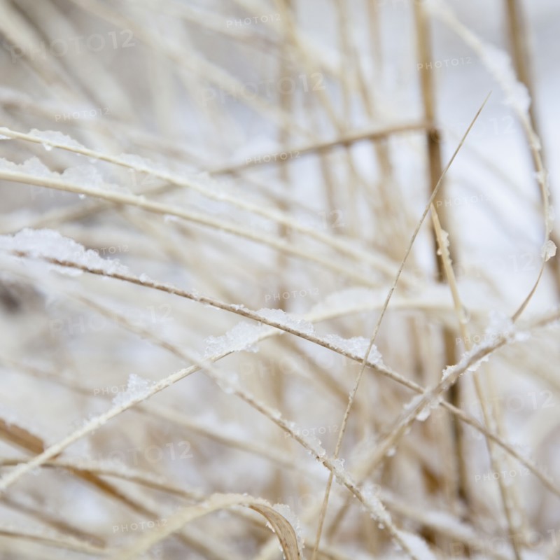 USA, New York State, Rockaway Beach, frozen grass, close-up. Photo : Jamie Grill Photography