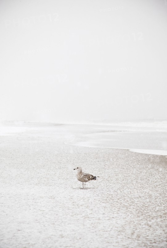 USA, New York State, Rockaway Beach, seagull on beach in winter. Photo : Jamie Grill Photography