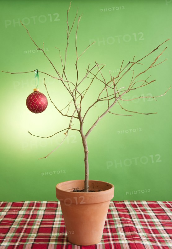 Close up of potted plant with single christmas bauble. Photo : Jamie Grill Photography