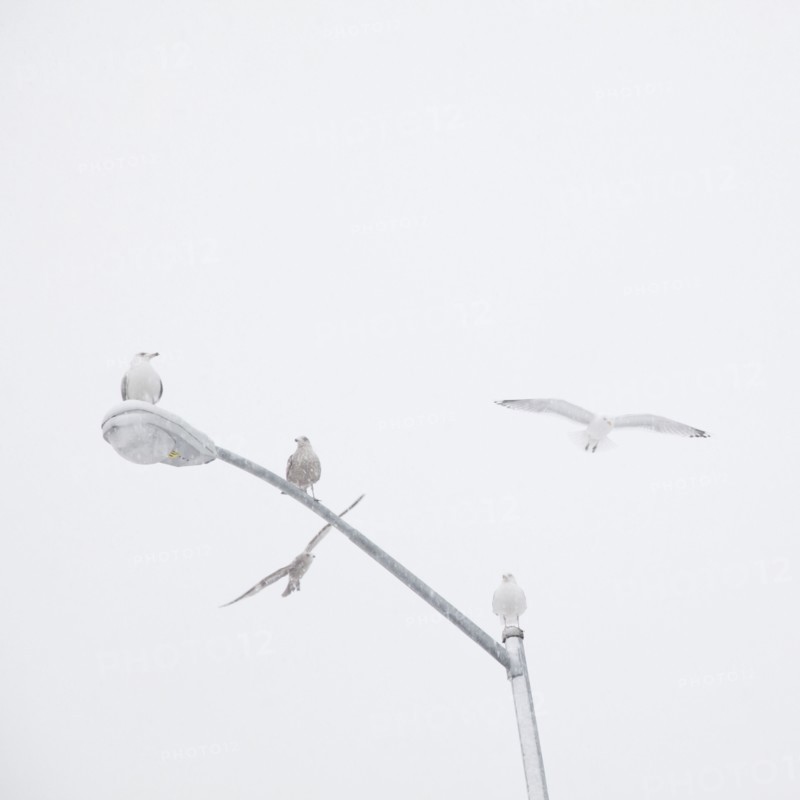USA, New York State, Rockaway Beach, seagulls perching on street lamp. Photo : Jamie Grill Photography