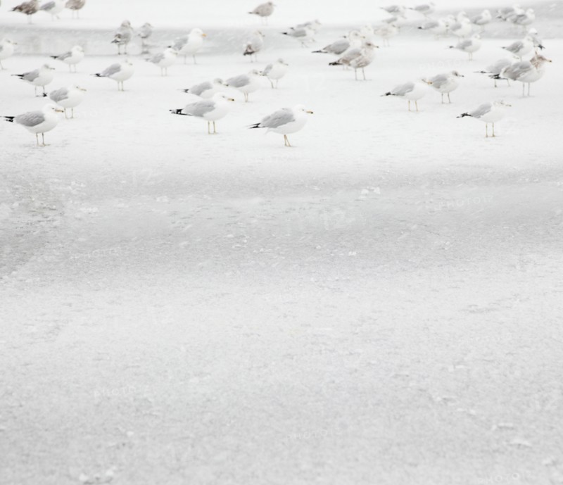 USA, New York State, Rockaway Beach, seagull on beach in winter. Photo : Jamie Grill Photography