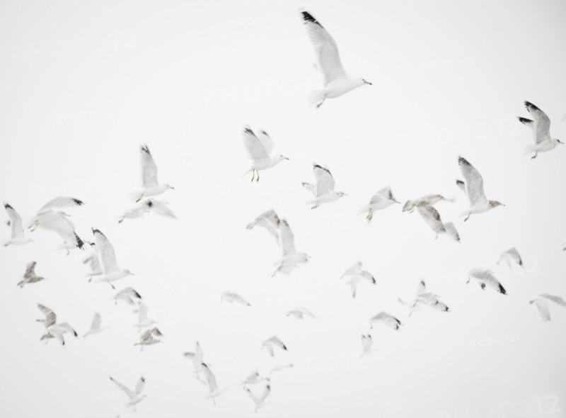 USA, New York State, Rockaway Beach, seagulls in flight. Photo : Jamie Grill Photography