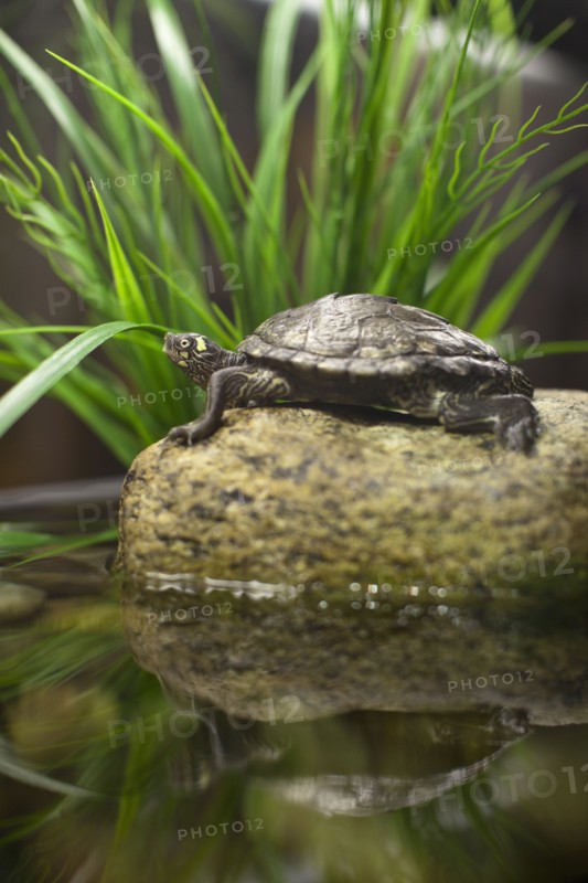 USA, New York State, New York City, Brooklyn, turtle in aquarium. Photo : Johannes Kroemer