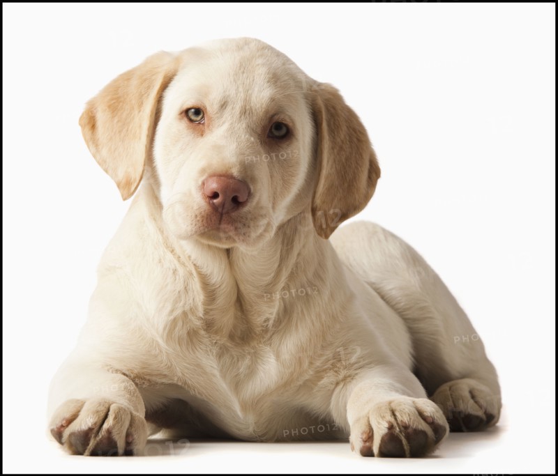 Studio portrait of Yellow Labrador Retriever. Photo : Mike Kemp