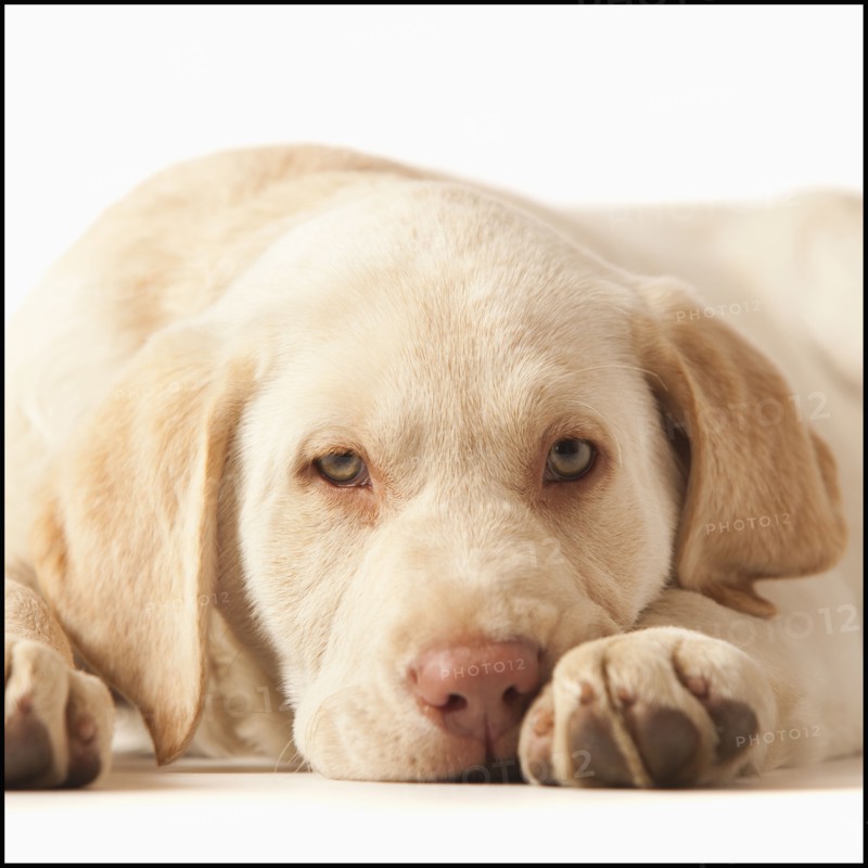 Studio portrait of Yellow Labrador Retriever. Photo : Mike Kemp