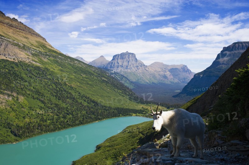 USA, Montana, Glacier National Park, Mountain goat, high angle view. Photo : Noah Clayton