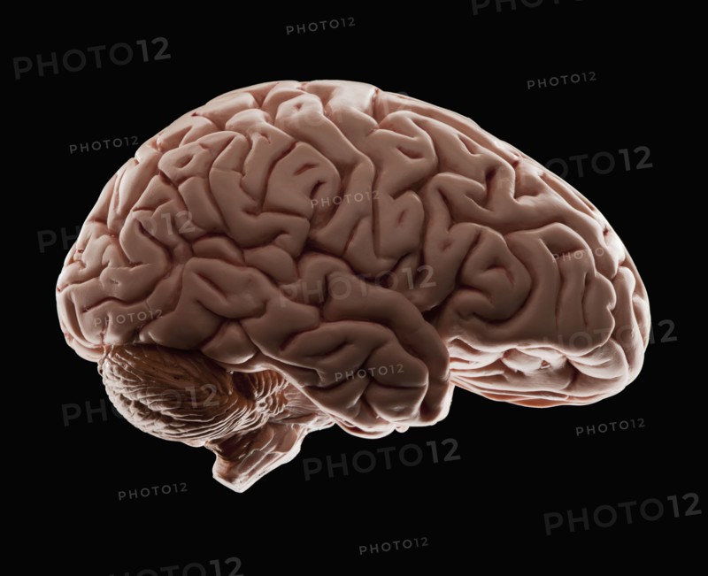 Model of human brain, studio shot. Photo : Mike Kemp