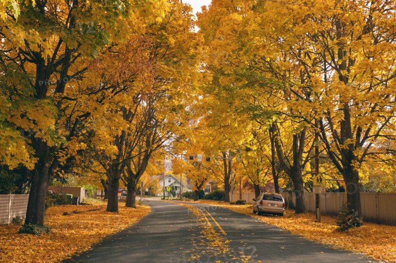 USA, Oregon, Salem, treelined autumn lane. Photo : Gary Weathers