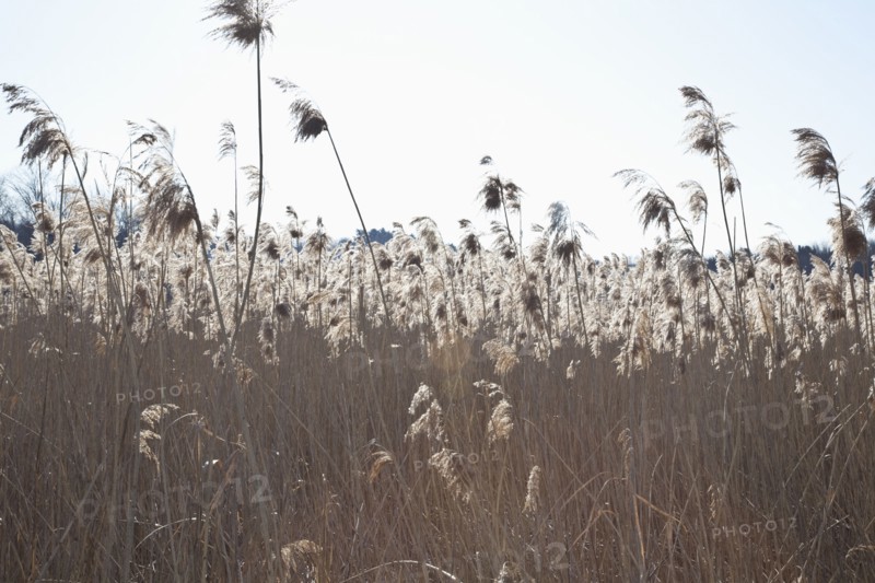 USA, Massachusetts, Boston, winter grass. Photo : Johannes Kroemer