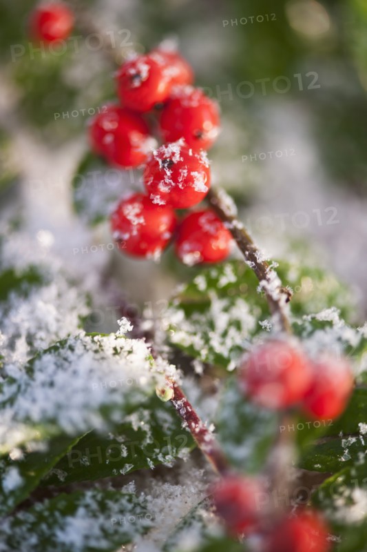 Close-up of holly berries covered by snow, studio shot.